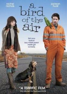 空中的飛鳥(niǎo)